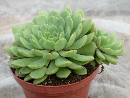 Echeveria derenbergii 