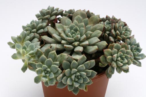 Echeveria expatriata 