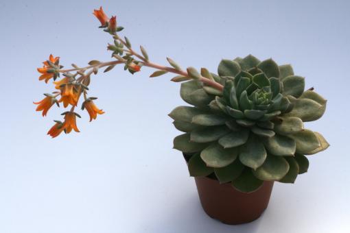 Echeveria globulosa 