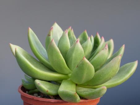 Echeveria Haageana 