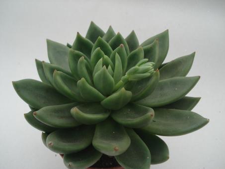 Echeveria Haageana 