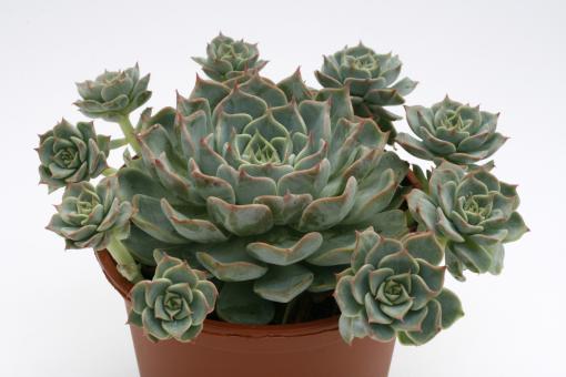Echeveria halbingeri 