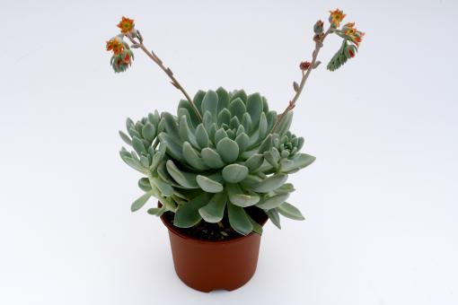 Echeveria howeyi 