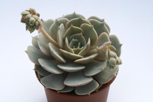 Echeveria Lola 