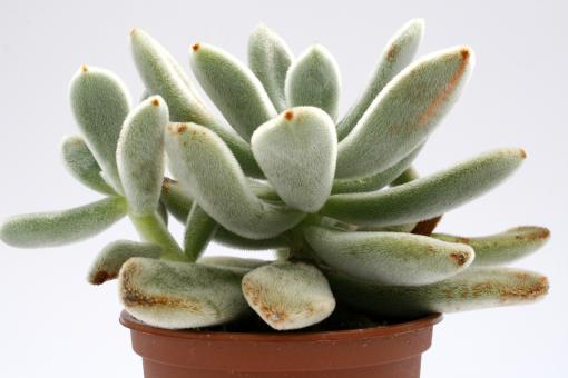 Echeveria leucotricha 