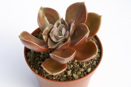 Echeveria Magic Red 