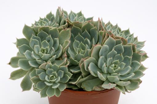 Echeveria peacockii 