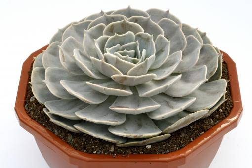 Echeveria Pollux 