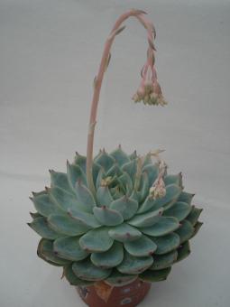 Echeveria pulidonis e. Mexico 