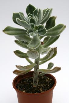 Echeveria pulvinata Frosty f. cristata 