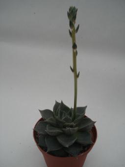 Echeveria purpusorum 