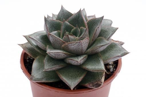 Echeveria purpusorum 