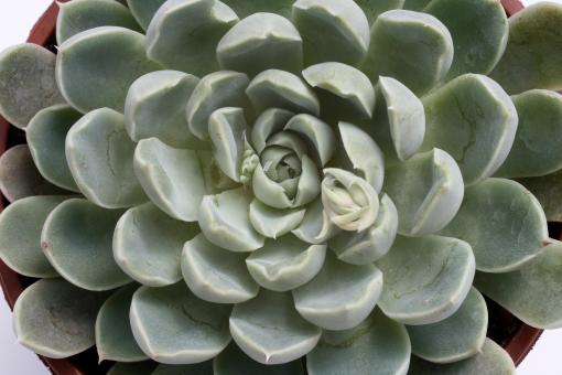 Echeveria secunda Glauca 