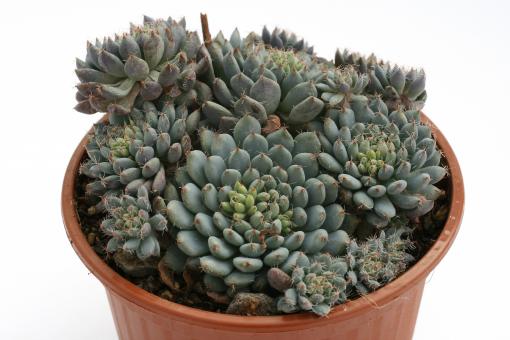 Echeveria setosa v. deminuta 
