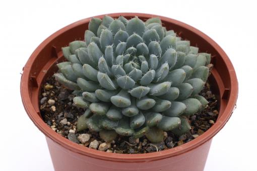 Echeveria setosa v. deminuta 