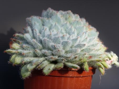 Echeveria setosa v. nivosa 