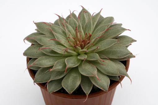 Echeveria Silverstar 