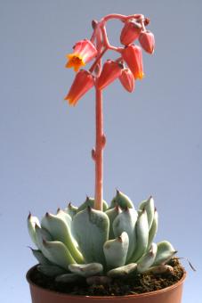 Echeveria texensis 