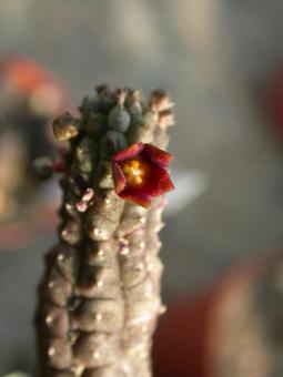 Echidnopsis dammanniana 