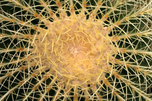 Echinocactus grusonii % 