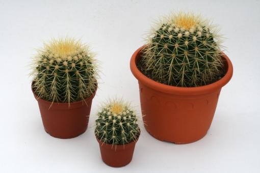 Echinocactus grusonii % 