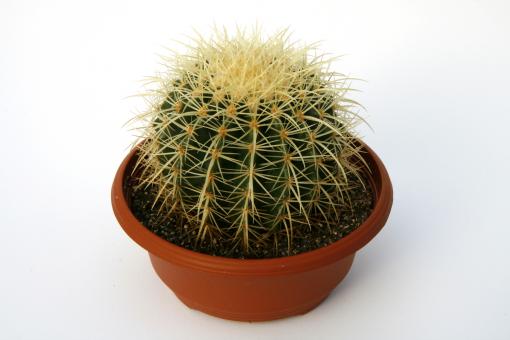 Echinocactus grusonii % 