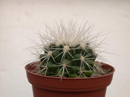 Echinocactus grusonii f. alba % 