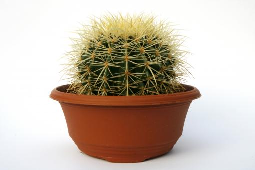Echinocactus grusonii % 