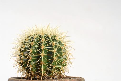 Echinocactus grusonii % 