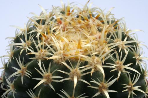 Echinocactus grusonii var. brevispinus % 