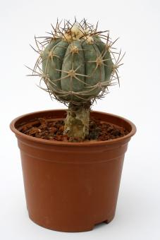 Echinocactus horizonthalonius VE ~ 