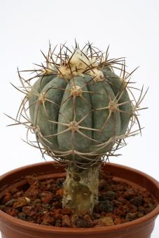 Echinocactus horizonthalonius VE ~ 