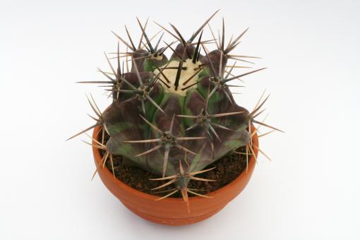 Echinocactus ingens % 