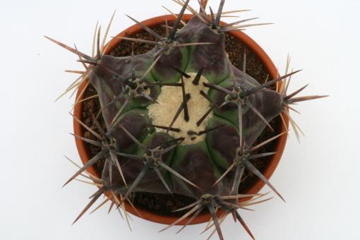 Echinocactus ingens % 