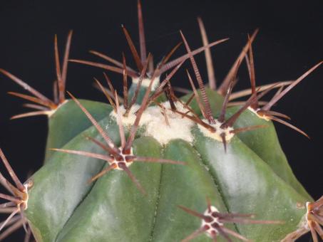 Echinocactus palmeri 