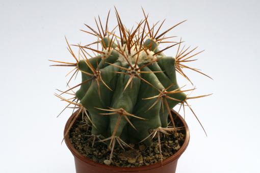 Echinocactus platyacanthus %  Vista Hermosa, MEX 