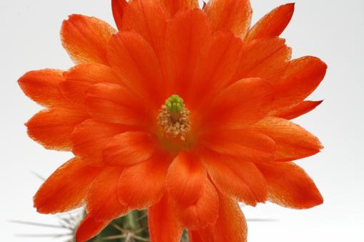 Echinocereus acifer MAO0170 Milpillas, Son, MEX 