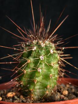 Echinocereus acifer ssp. tubiflorus 