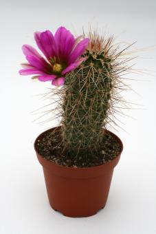 Echinocereus apachensis MH149 Fish Creek, AZ, USA 