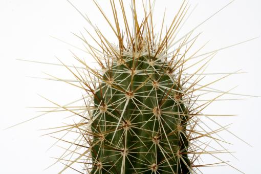 Echinocereus apachensis 