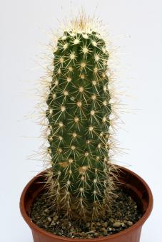 Echinocereus apachensis Apache Trail, AZ, USA 