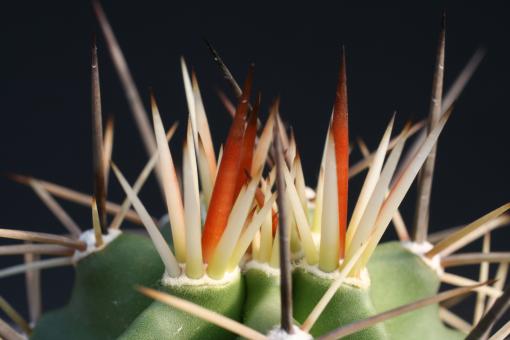 Echinocereus arizonicus 