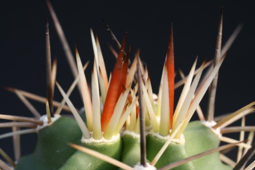 Echinocereus arizonicus ssp. matudae 