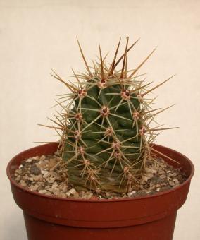 Echinocereus arizonicus ssp. matudae Buenaventura, Chi, MEX 