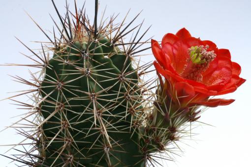 Echinocereus arizonicus ssp. nigrihorridispinus Lz679 Peloncillo Mts., NM, USA 