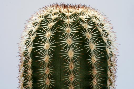Echinocereus bonkerae 