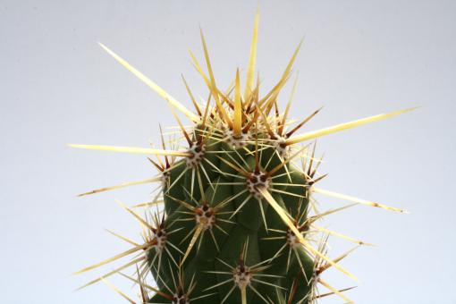 Echinocereus brandegeei La Paz, Bcs, MEX 