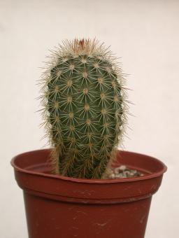 Echinocereus bristolii ssp. floresii MAO0139 Los Mochis, Sinaloa, MEX 