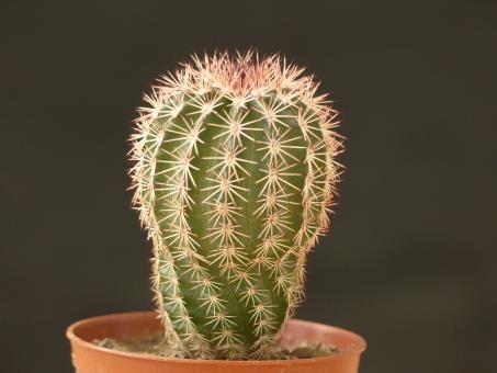 Echinocereus bristolii ssp. pseudopectinatus Nacozari, Son, MEX 