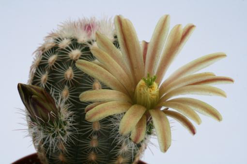 Echinocereus carmenensis 